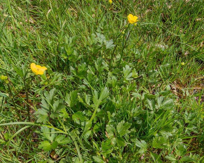 Ranunculus repens / Ranuncolo strisciante